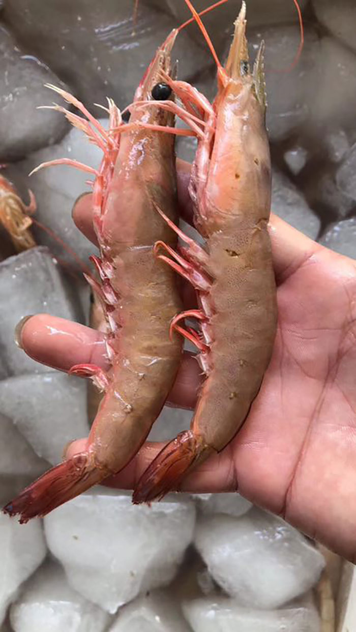 东山岛 活沙鲁虾 1盒 500g 20条左右 120元