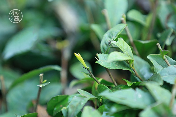 「初见」独芽 2018年黄茶