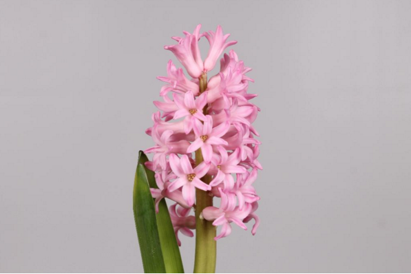 风信子安娜玛丽 hyacinthus anna marie