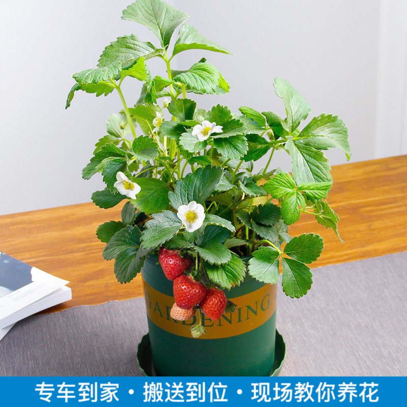 草莓盆栽草莓带果带花植物阳台庭院好养植物客厅盆栽花卉