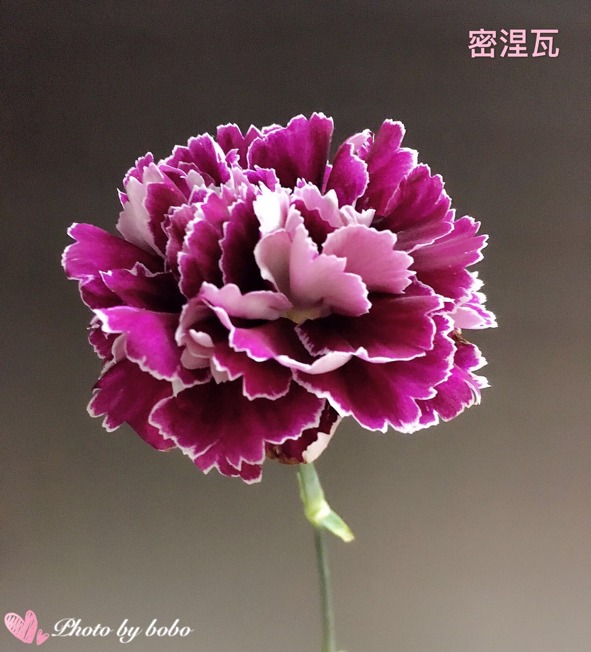 【广州直发】5人团 | 哥伦比亚进口康乃馨多品种可选,9枝/69.