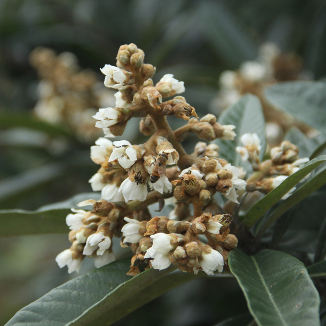 象山特有白枇杷花蜜 枇杷花与蜂蜜的强强组合 润肺止咳消炎化痰