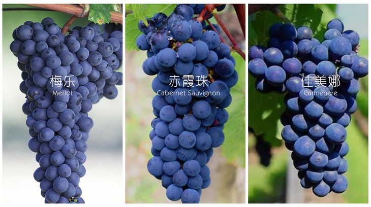 以高品质的葡萄品种采用85%赤霞珠10%佳美娜5%梅乐酿制 细心的手工