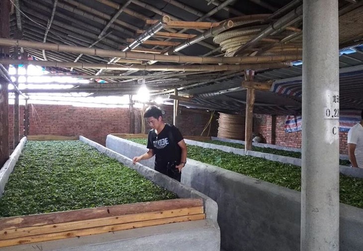 主要原因是红茶属发酵茶