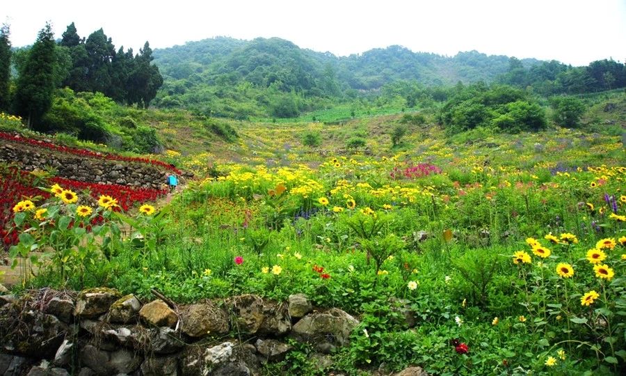 9元!四川新晋最野鲜花谷,成都2h直达,四季花开