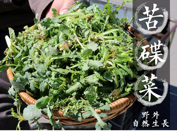 挖苦毛喽 采挖野生苦碟菜 苦麻菜 野菜 蘸酱菜 新鲜蔬菜 250g