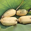 九孔庆都雪莲藕600g - 河北望都有机种植 商品缩略图0