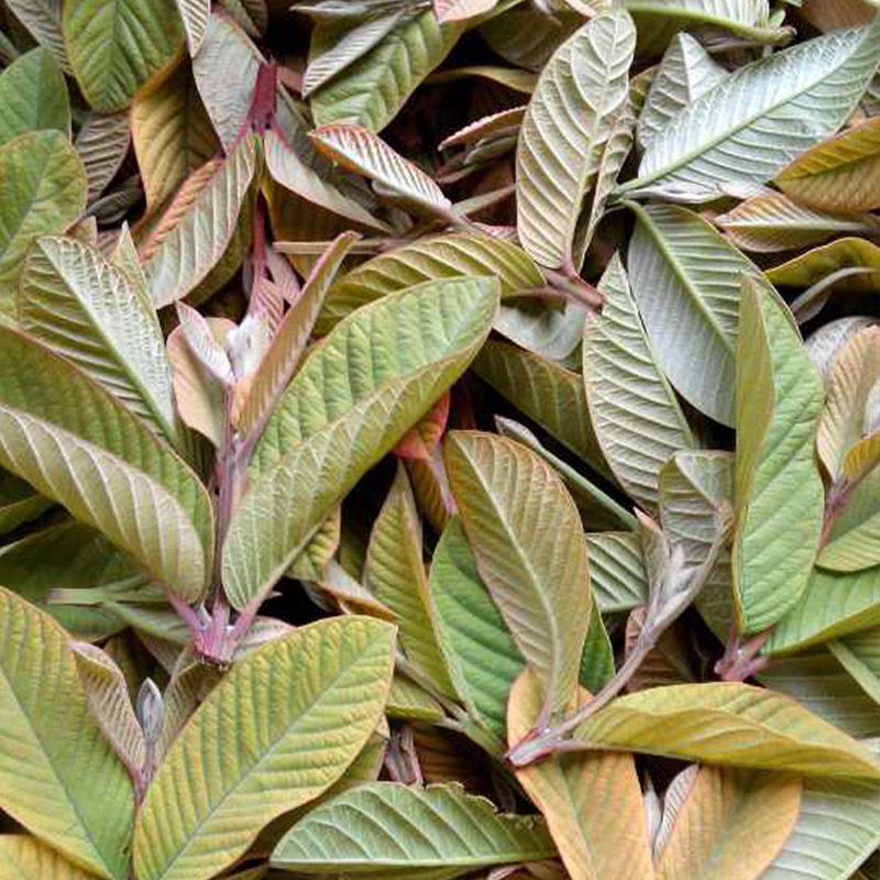 胭脂红番石榴叶茶100g 一芽两叶 养生石榴茶
