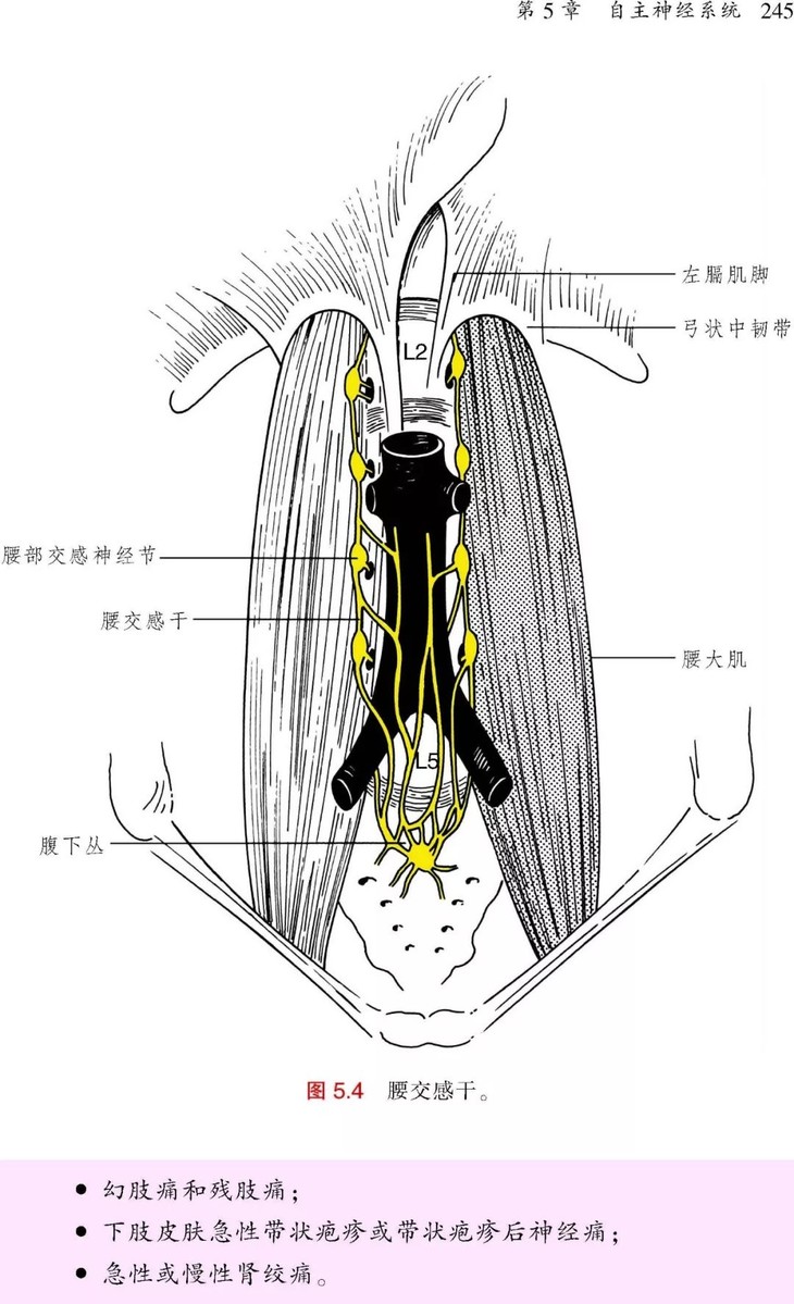 麻醉解剖学