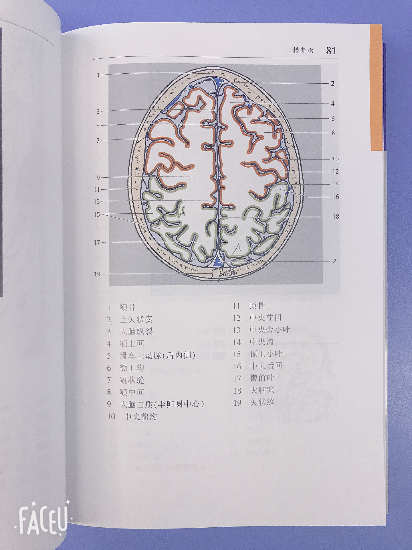 ct与mri袖珍断层解剖图谱 第1卷:头颈部