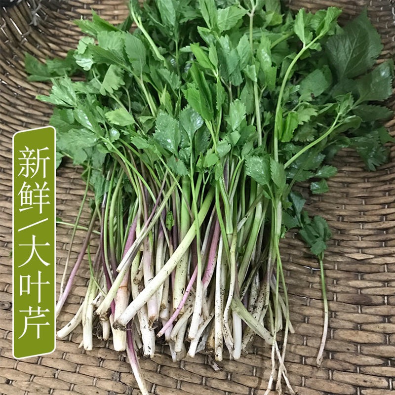 【野生山野菜】长白山野生山野菜 品出大自然的味道