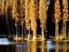 ＜赠送99元礼品 T132兴化李中（水上森林“小九寨”、芦苇湿地、鸟类天堂）、郑板桥步行街1日＞ 可在大厂顺接 商品缩略图0