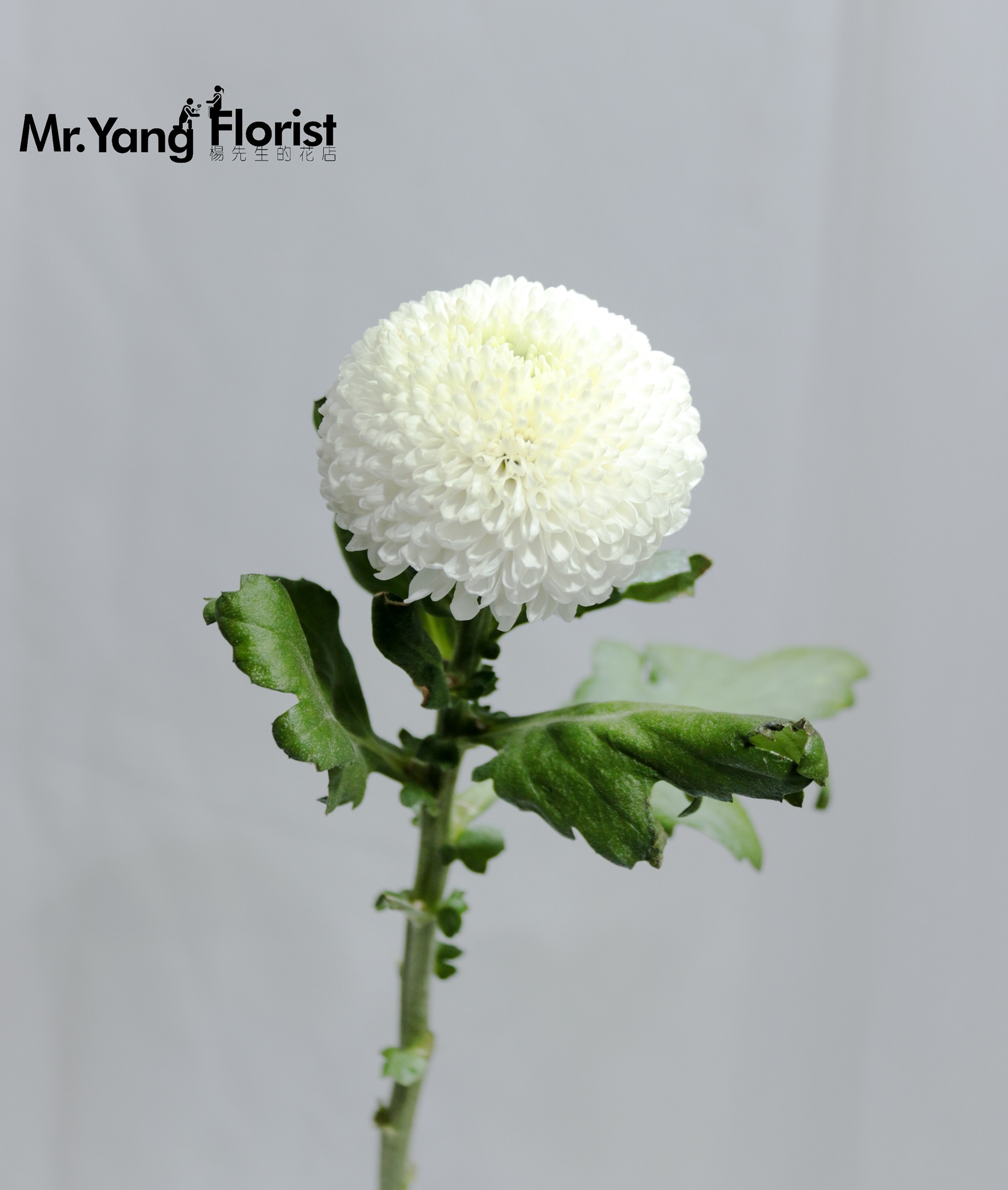 乒乓菊(白色,粉色)