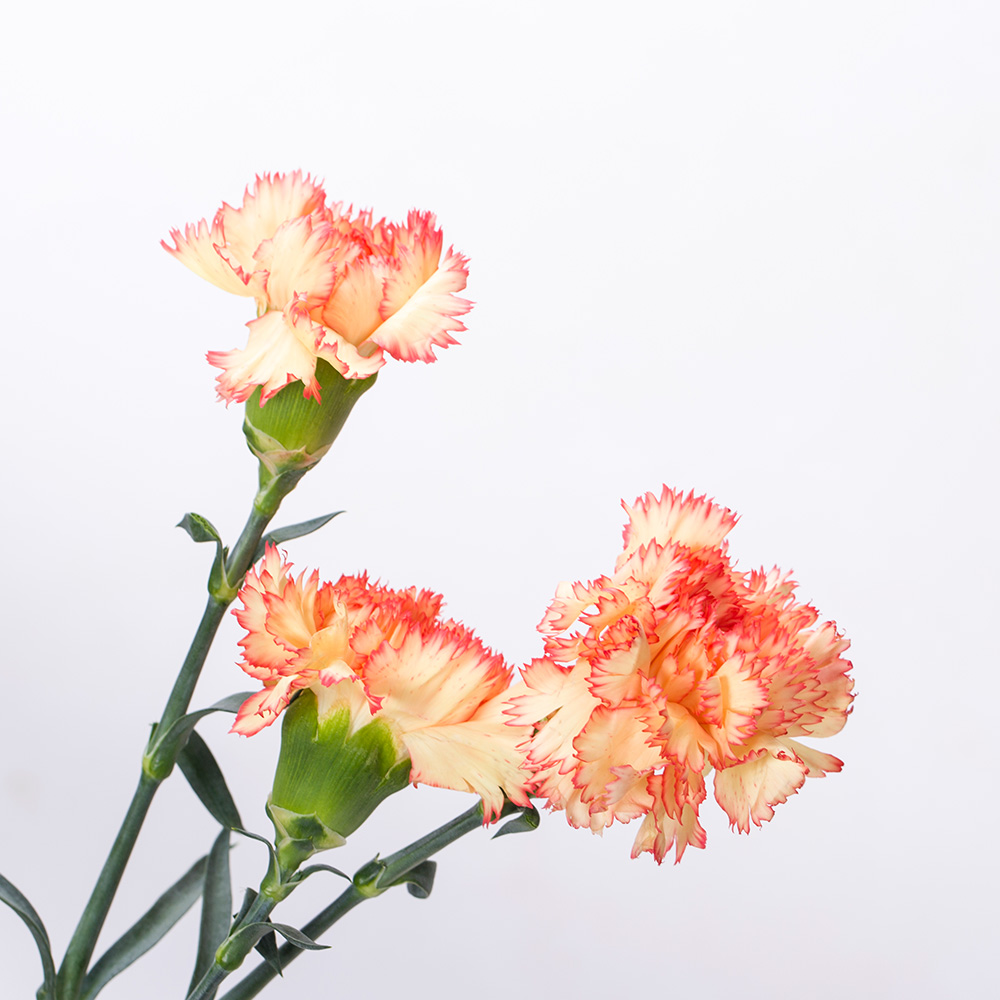 康乃馨 花边 各色