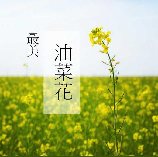【4月20-5月20日 · 油菜花季】天开花海开园迎客！既来天开，何去婺源！ 商品图0