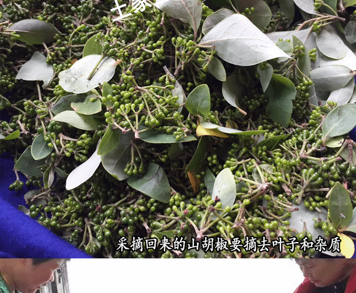 新鲜山胡椒酱 野生木姜子酱 380g/瓶