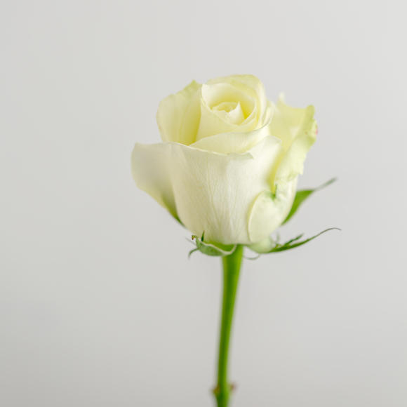 单头玫瑰-白色系-白雪山 20枝/扎 - 花材优选