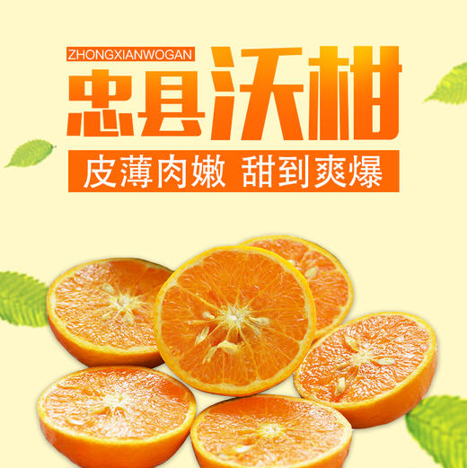 【科技特派员邓烈推荐】忠县沃柑整箱10斤现摘现发新鲜多汁爆甜 今年加量不加价 重庆四川顺丰包邮 商品图0