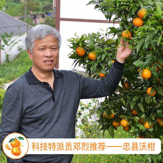 【科技特派员邓烈推荐】忠县沃柑整箱10斤现摘现发新鲜多汁爆甜 今年加量不加价 重庆四川顺丰包邮 商品图1