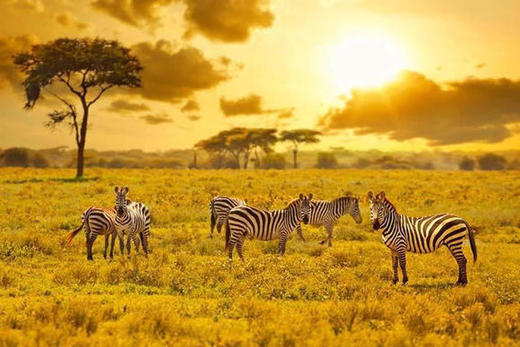 kenya & Tanzania | 肯坦定制 9-10月 商品图0