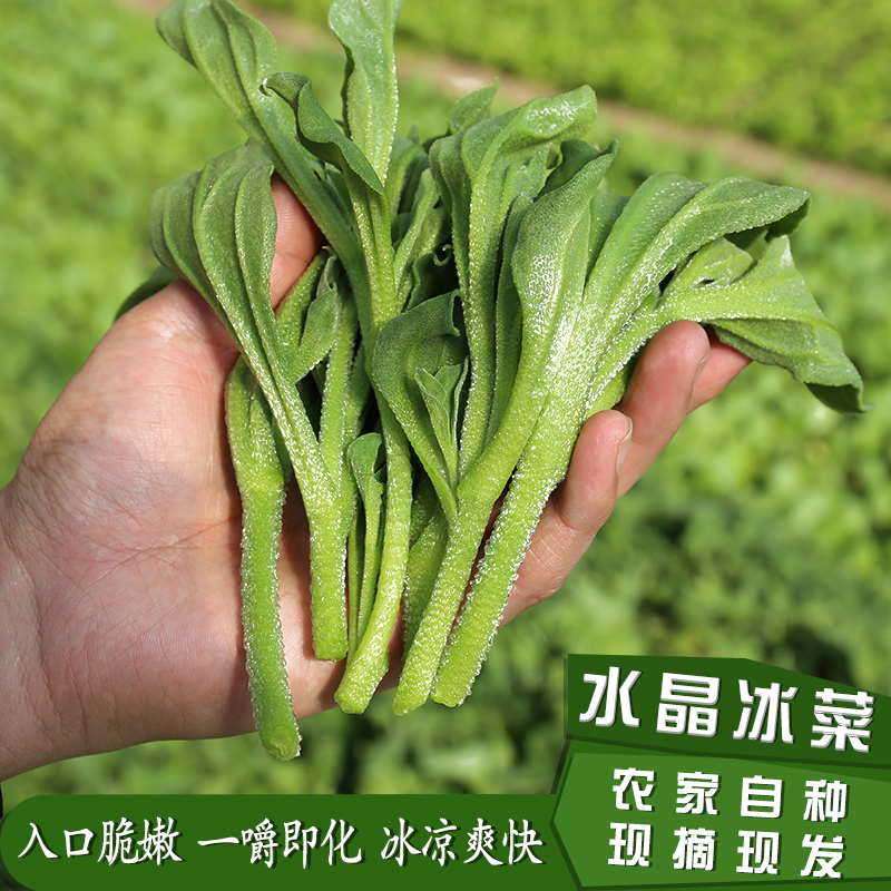 密云农家 自然生长水晶冰菜 冰草 蔬菜 新鲜 250g