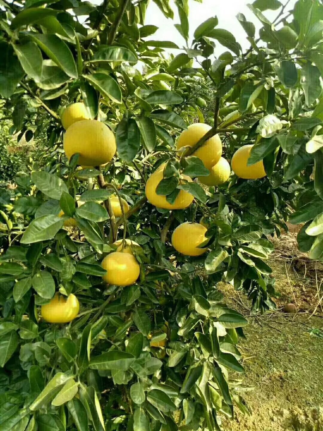 【超值团购】苹果柚,干燥的春季首选,汁多肉嫩 ,降火佳品(3个装)