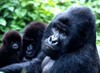 Rwanda｜肯尼亚&卢旺达 “不假小众”之旅 商品缩略图0