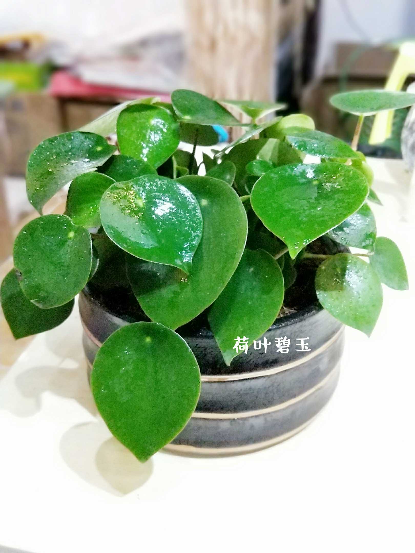 荷叶碧玉(盆口径17cm)