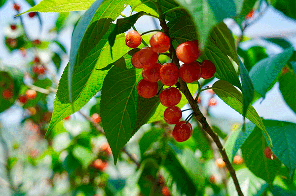 壁纸 水果 600_399 gif 动态图 动图