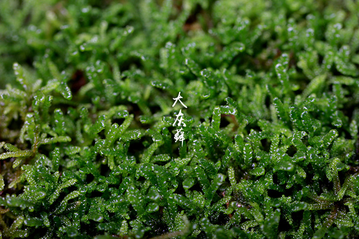 植觉 活苔藓素材白发藓diy微景观材料大灰藓青苔办公室绿植盆栽物