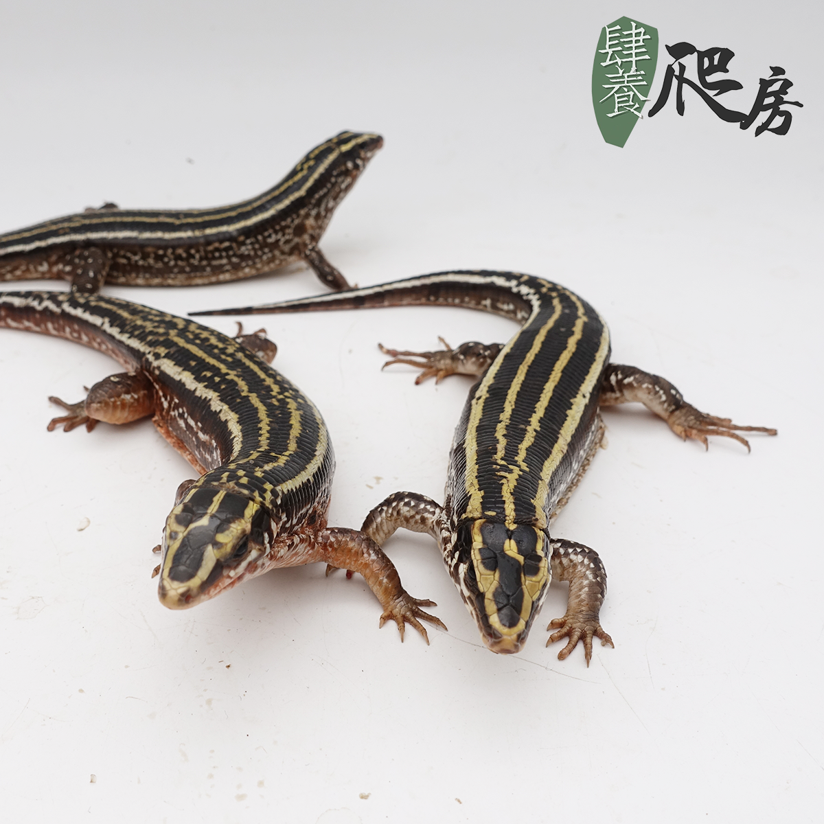四线遁甲蜥 | 大亚成(约 30 cm)