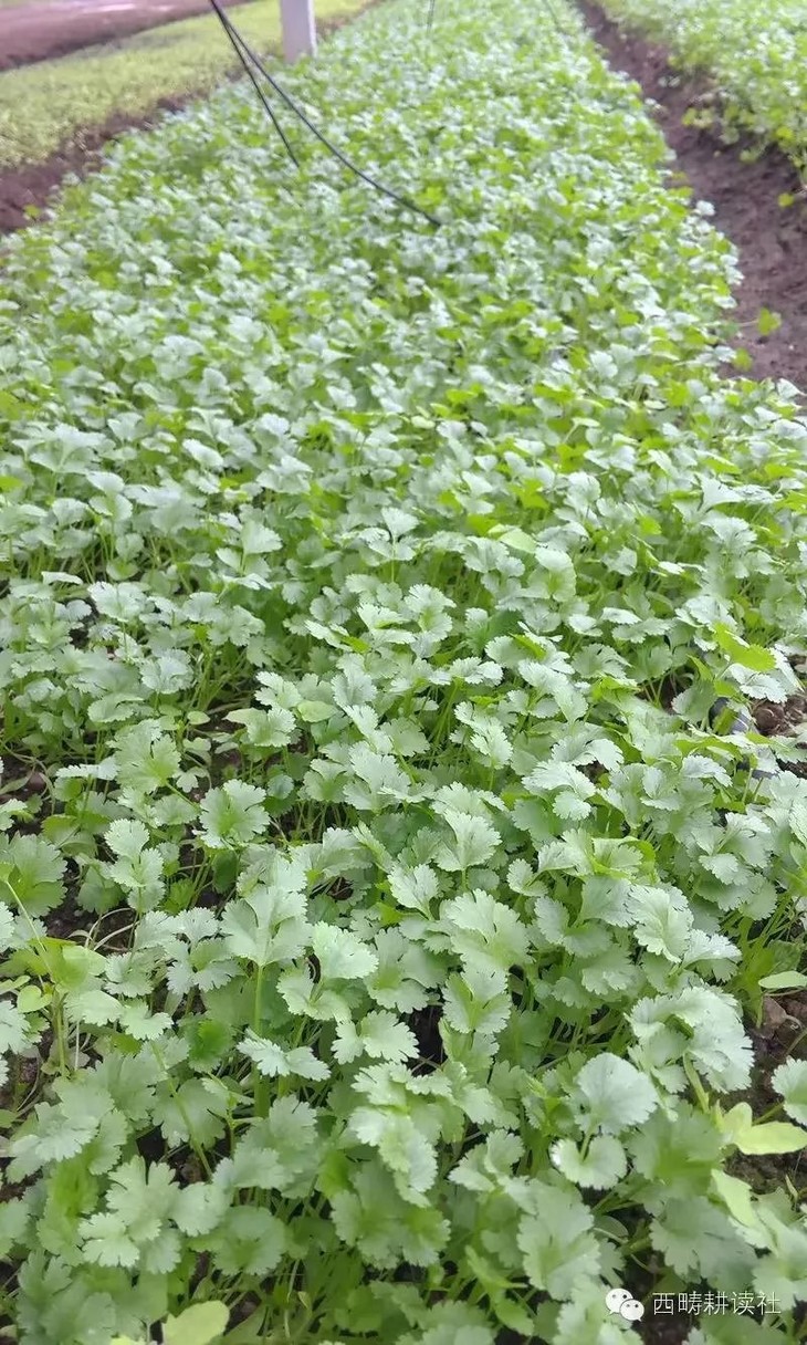 香菜 检测合格,无公害