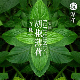  胡椒薄荷 | 新鲜草本气息，不只对付鼻塞 