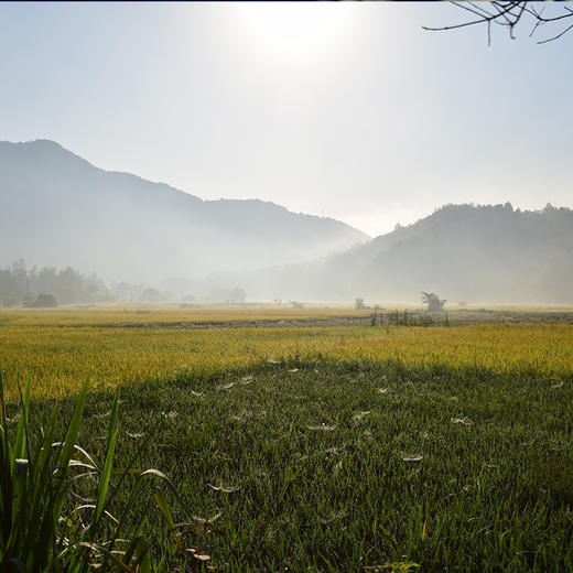 简箪丨玉针香大米5kg丨中国古典籼米丨江西婺源基地出品丨 商品图4