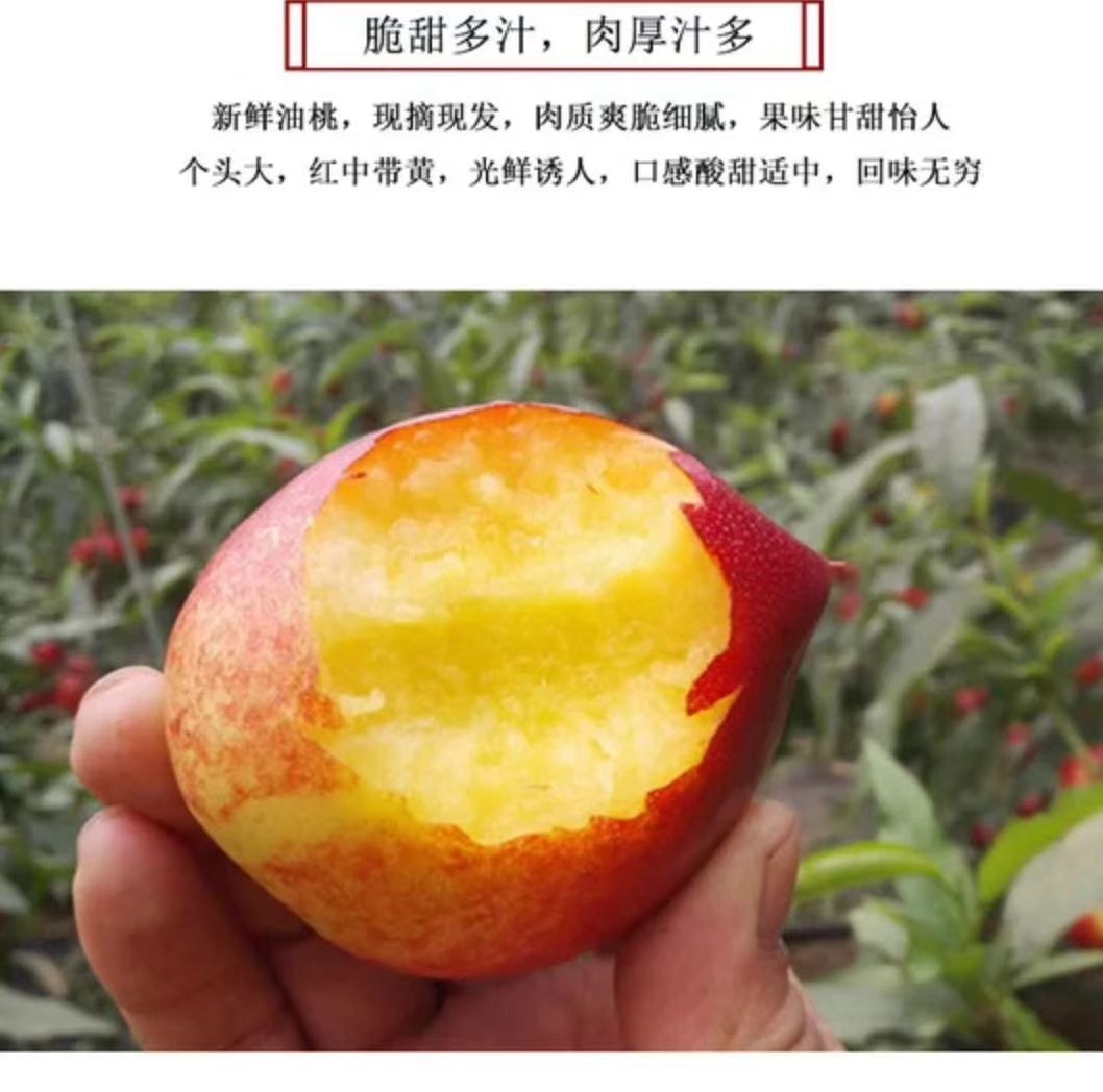 油桃,中油4.中油5