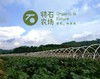 甜芥菜 | 广东惠州特石有机农业【不发广东省外】 商品缩略图1