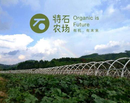 甜芥菜 | 广东惠州特石有机农业【不发广东省外】 商品图1