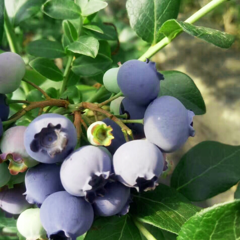 丹东有机生态蓝莓,富含花青素,顺丰包邮(4盒,6盒)