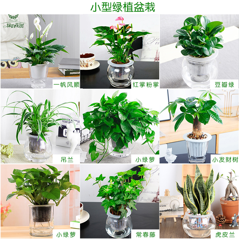 绿植租赁套餐-办公绿化绿植租赁办公室盆栽绿植花卉租摆办公室盆栽