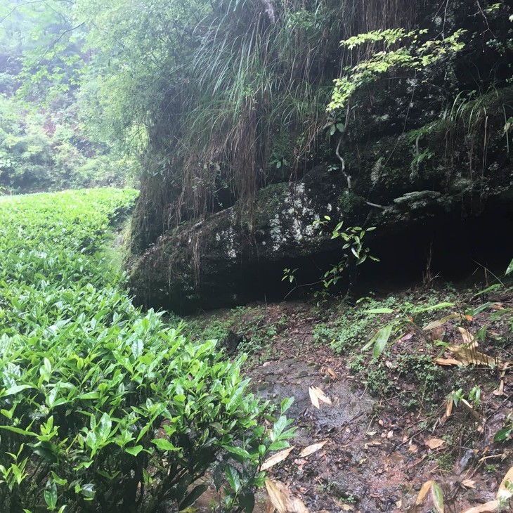 (燕子窠水仙种植山场)