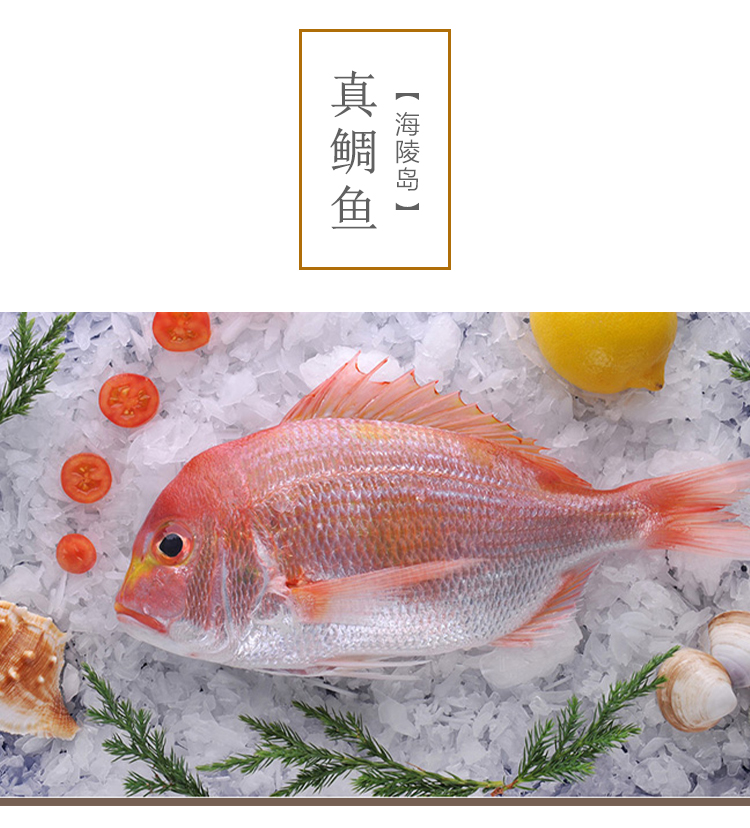 野生红脚立鱼丨真鲷鱼丨
