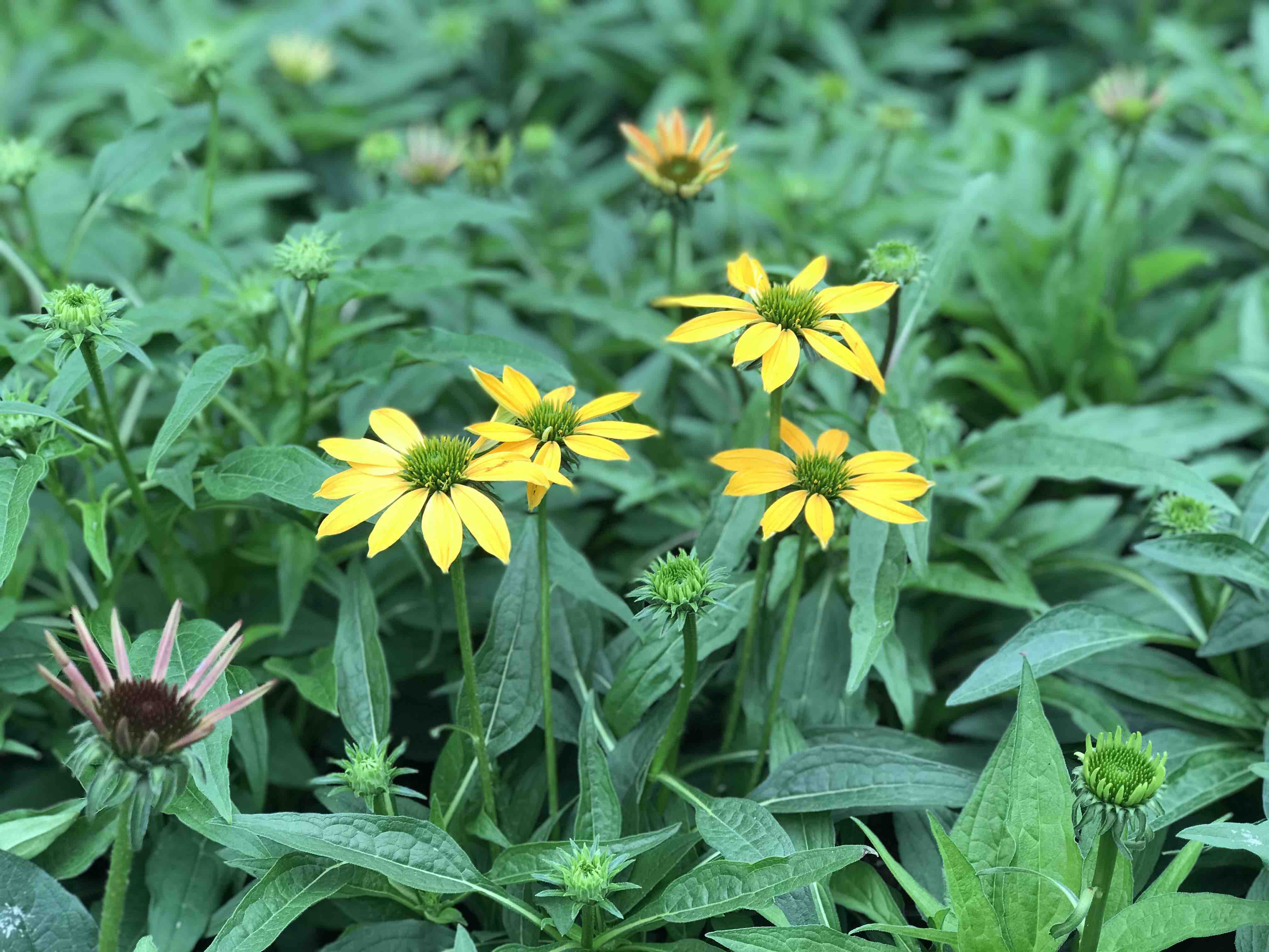 一加仑松果菊