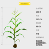 NG8001自交系 商品缩略图0