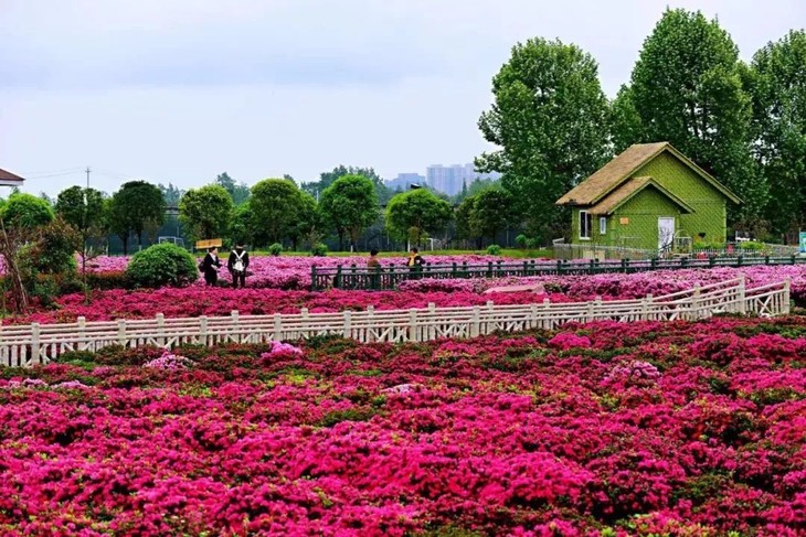 鹃都景区门票 中国杜鹃花展览门票 桑葚采摘(免费) 10元游乐园代金券