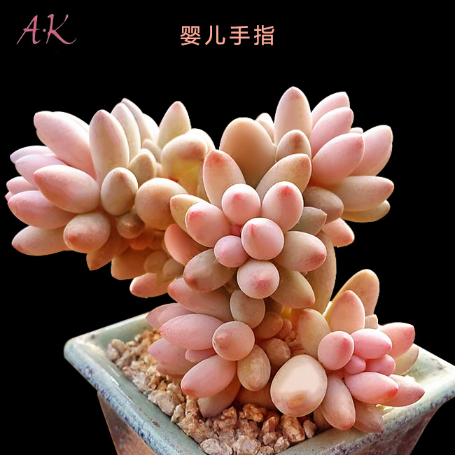 ak多肉 婴儿手指 单头小桩阳台绿植多肉植物花卉办公
