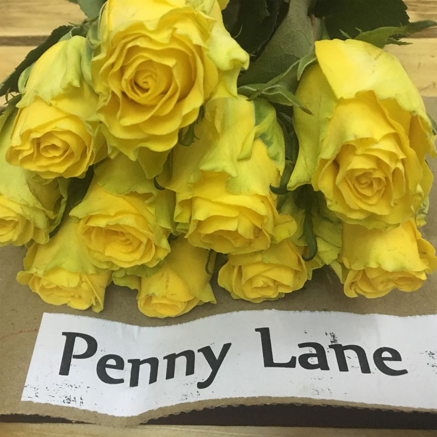 【菲集】埃塞俄比亚农场直供 玫瑰花 penny lane 进口