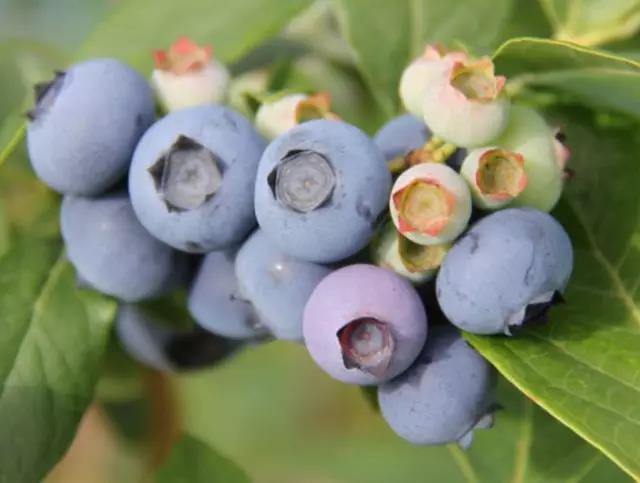 蓝莓有些品种还未成熟,以园区实际情况为准.