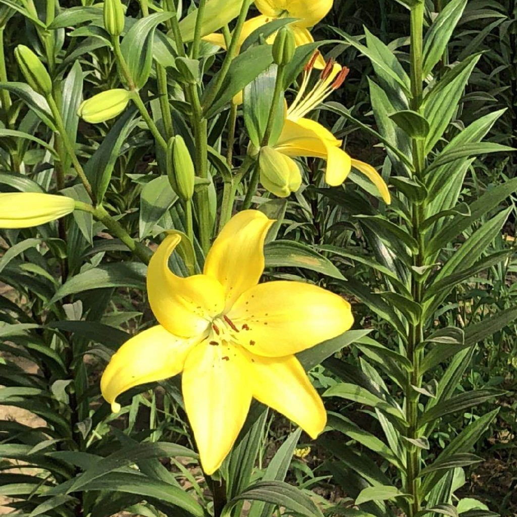 自然农耕种植的黄百合花