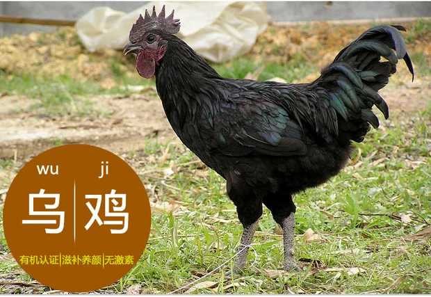 【农家散养 黑凤乌鸡(乌骨鸡)