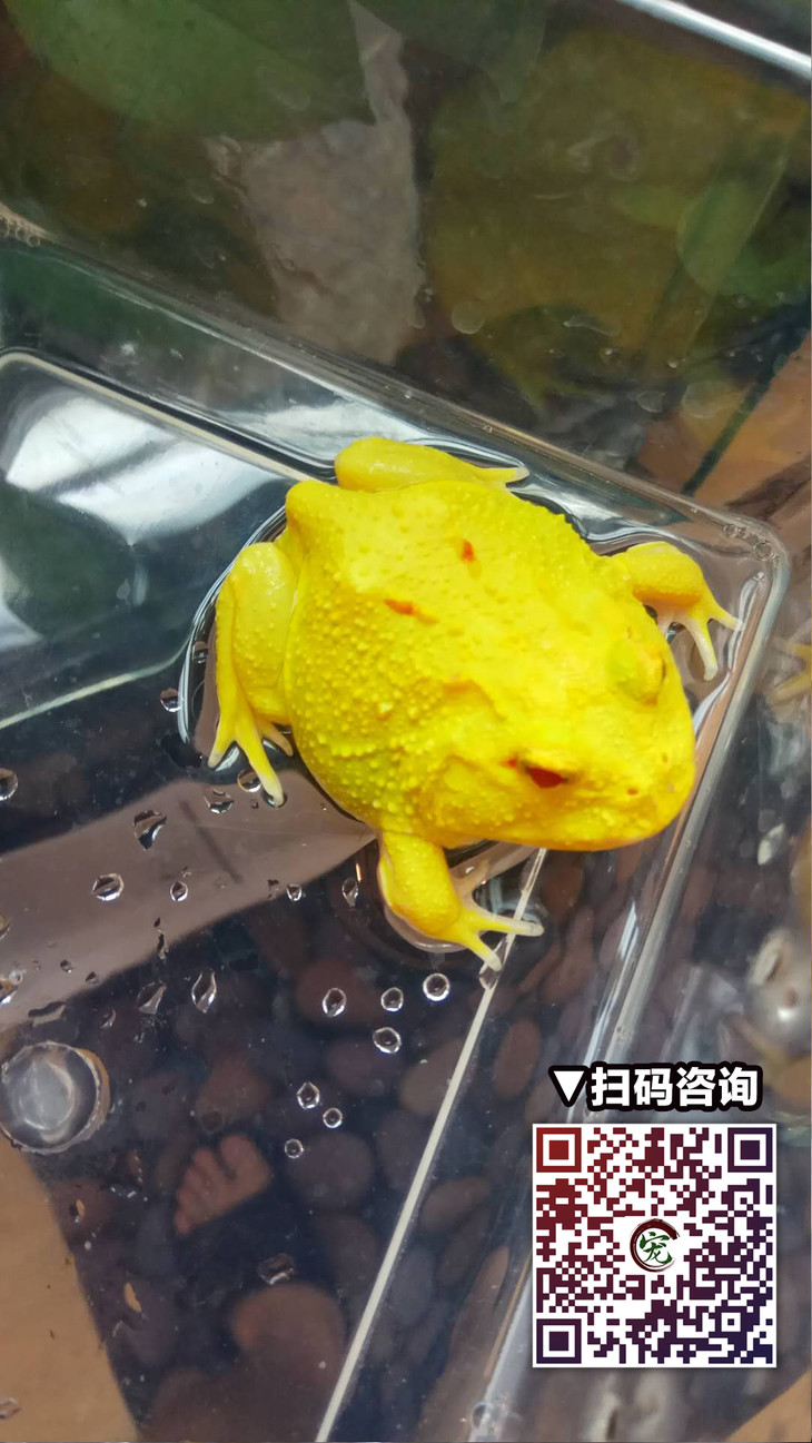 【东北爬道】 日系皮卡丘角蛙